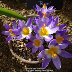 Location: RHS Harlow Carr alpine house, Yorkshire
Date: 2019-02-14