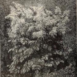 
Date: c. 1893
illustration from the 1893 catalog, Shady Hill Nurseries, Cambrid