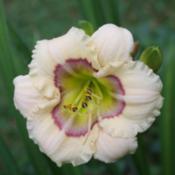 One of my favourite miniature daylilies.  Always a good performer