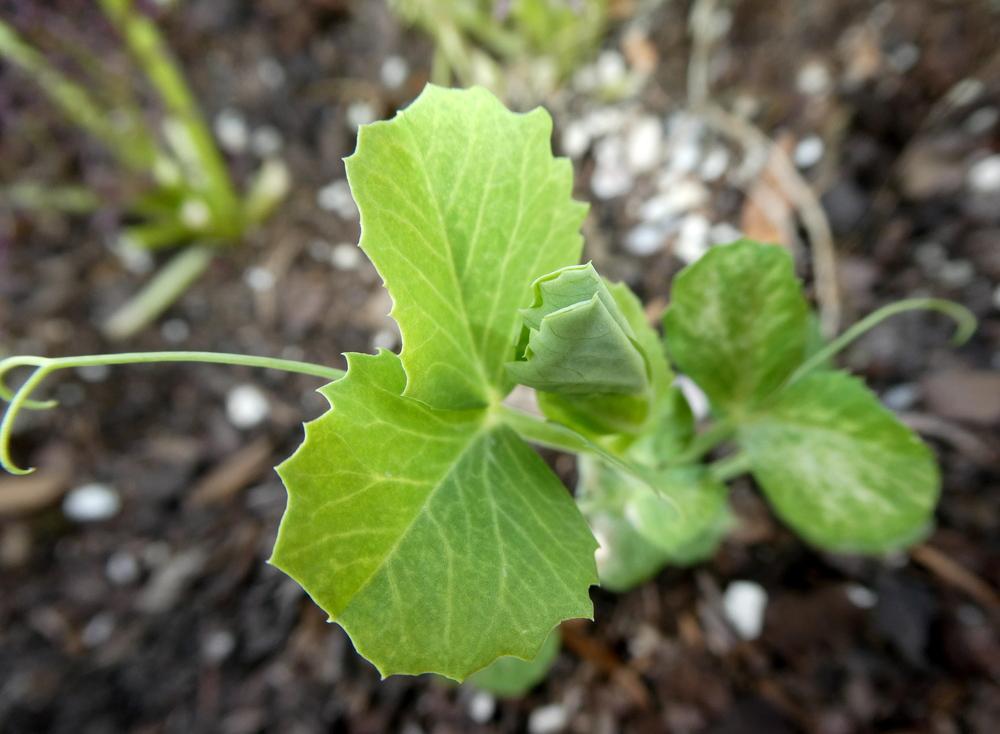 Photo of English Pea (Lathyrus oleraceus 'Green Arrow') uploaded by wildflowers