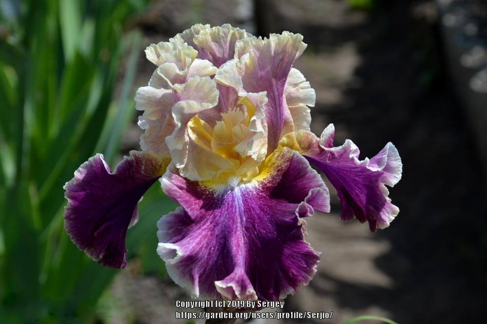 Photo of Tall Bearded Iris (Iris 'Montmartre') uploaded by Serjio