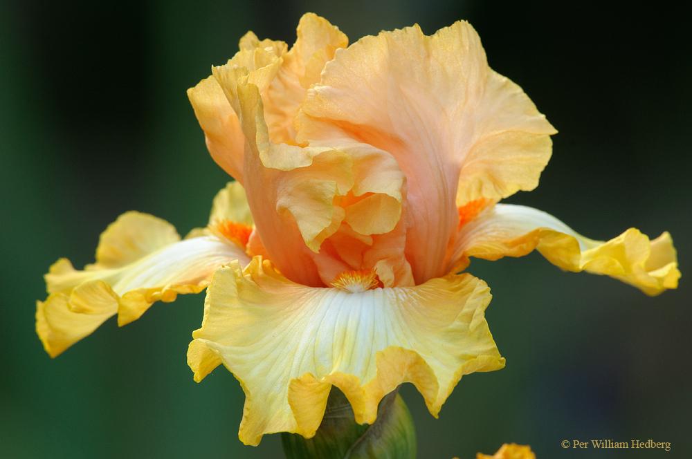 Photo of Tall Bearded Iris (Iris 'Chariots of Fire') uploaded by William