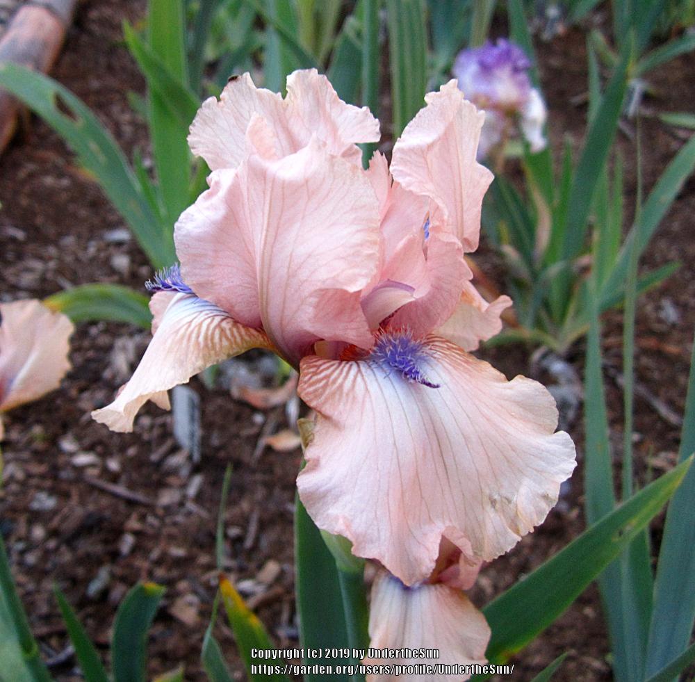 Photo of Intermediate Bearded Iris (Iris 'Concertina') uploaded by UndertheSun