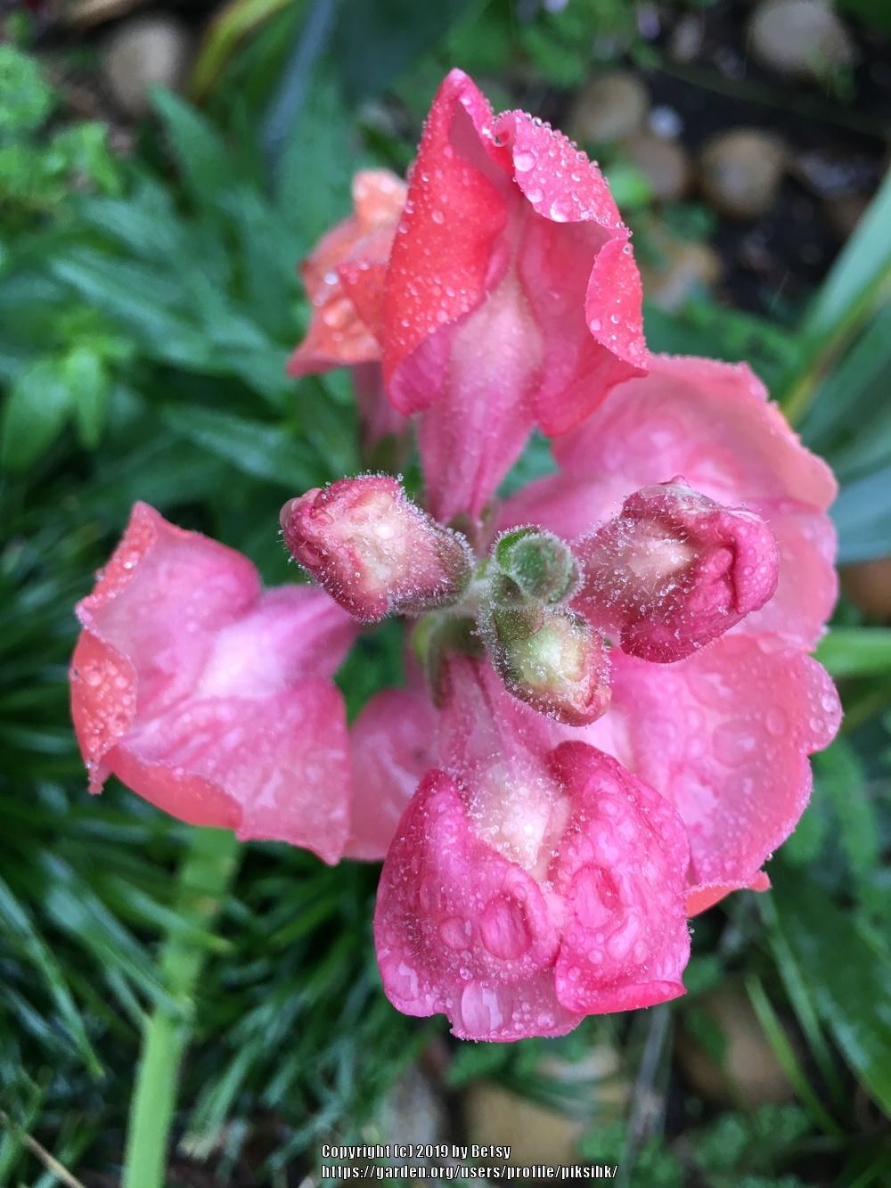 Photo of Snapdragon (Antirrhinum) uploaded by piksihk