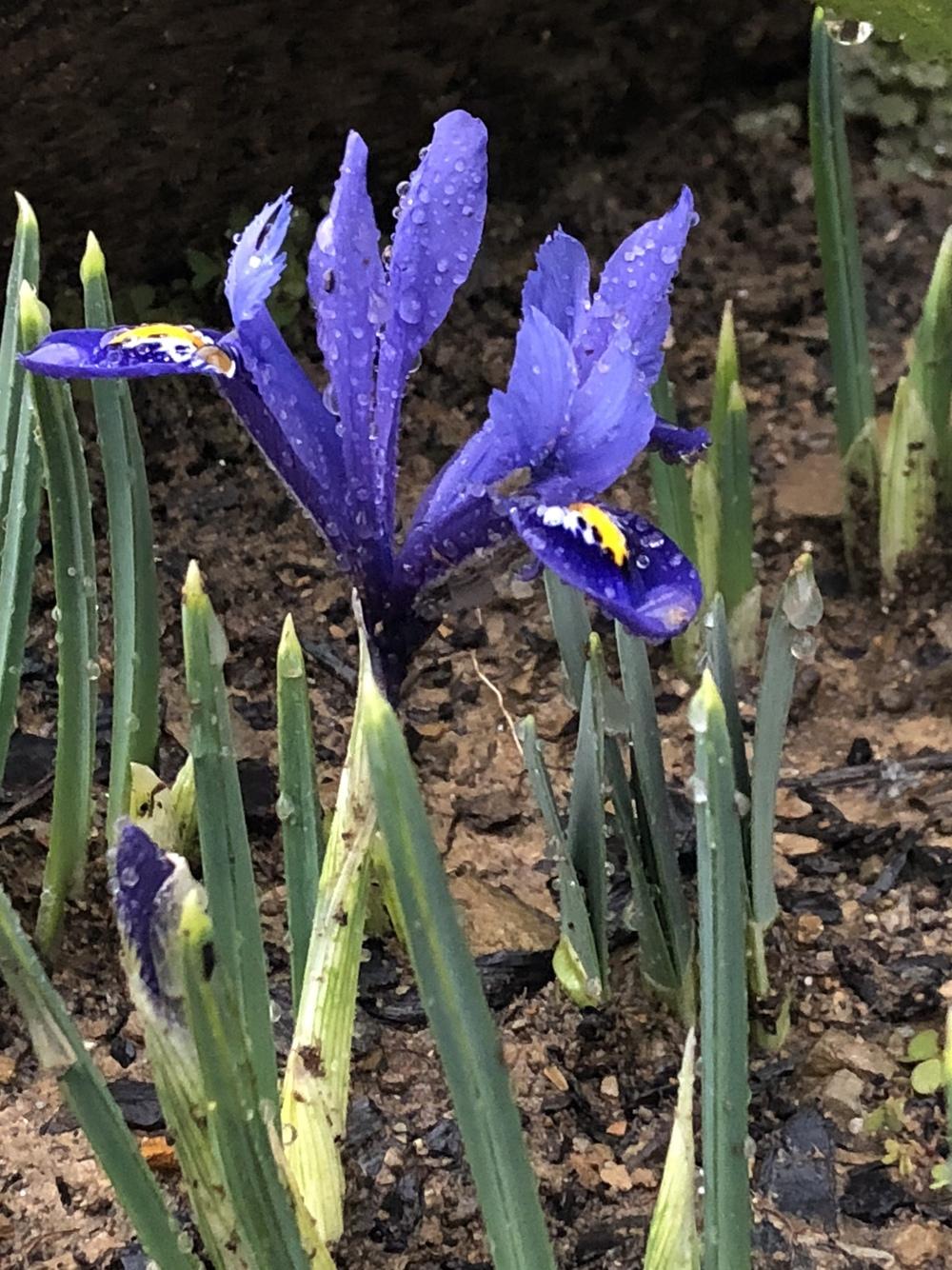 Photo of Reticulated Iris (Iris reticulata 'Harmony.') uploaded by TNLaura