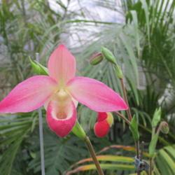 Location: central Illinois
Date: 2019-02-10
Prairie State Orchid Society show