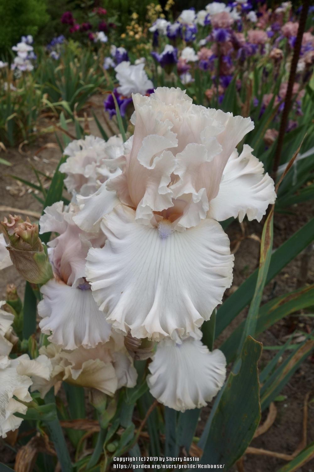 Photo of Tall Bearded Iris (Iris 'Otherside of Heaven') uploaded by Henhouse