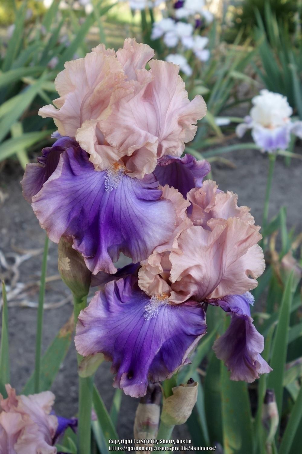 Photo of Tall Bearded Iris (Iris 'Florentine Silk') uploaded by Henhouse