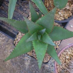 Location: Baja California
Date: 2014-12-09
Aloe lutescens x conifera