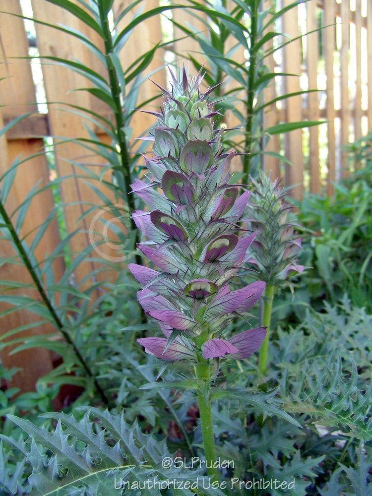Photo of Bear's Breeches (Acanthus hungaricus) uploaded by DaylilySLP
