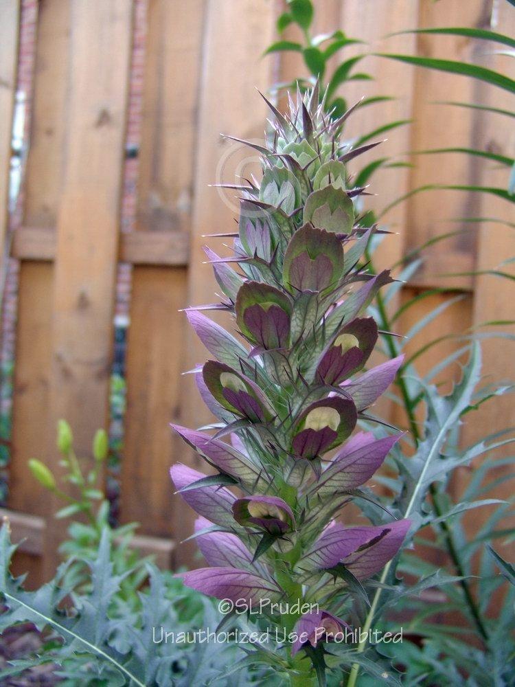 Photo of Bear's Breeches (Acanthus hungaricus) uploaded by DaylilySLP