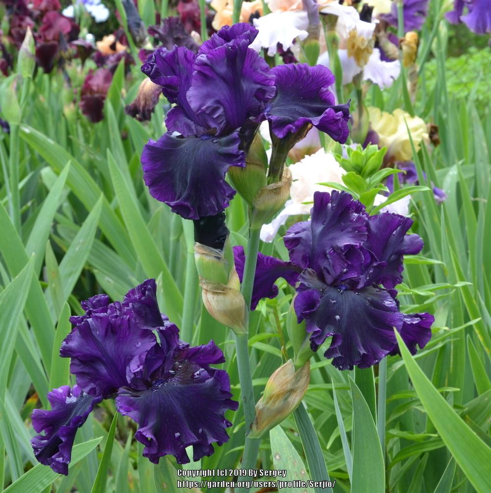Photo of Tall Bearded Iris (Iris 'Noble Gesture') uploaded by Serjio