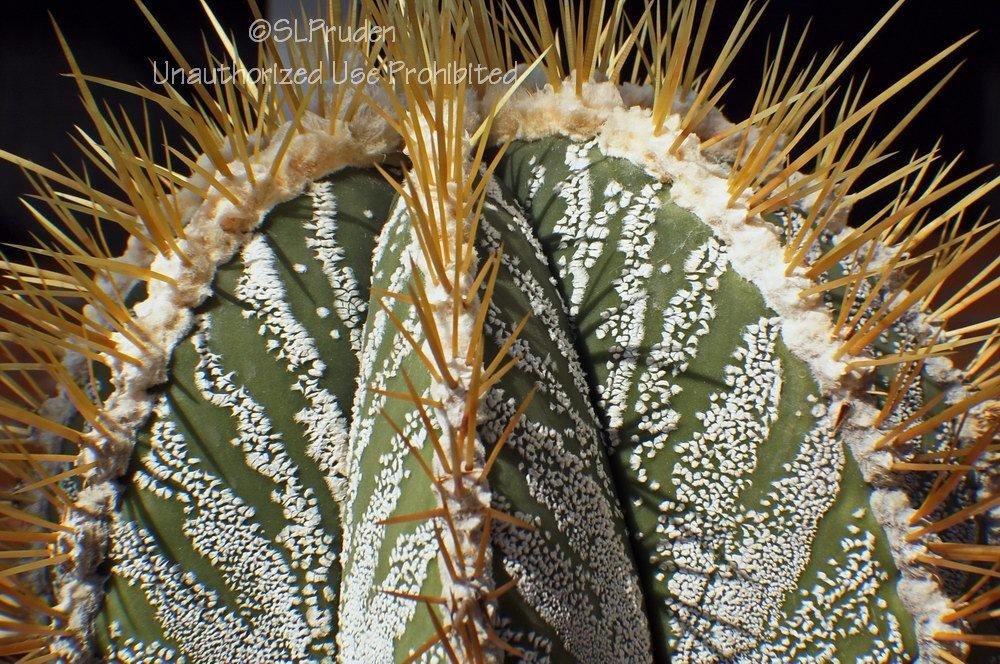 Photo of Star Plant (Astrophytum ornatum) uploaded by DaylilySLP