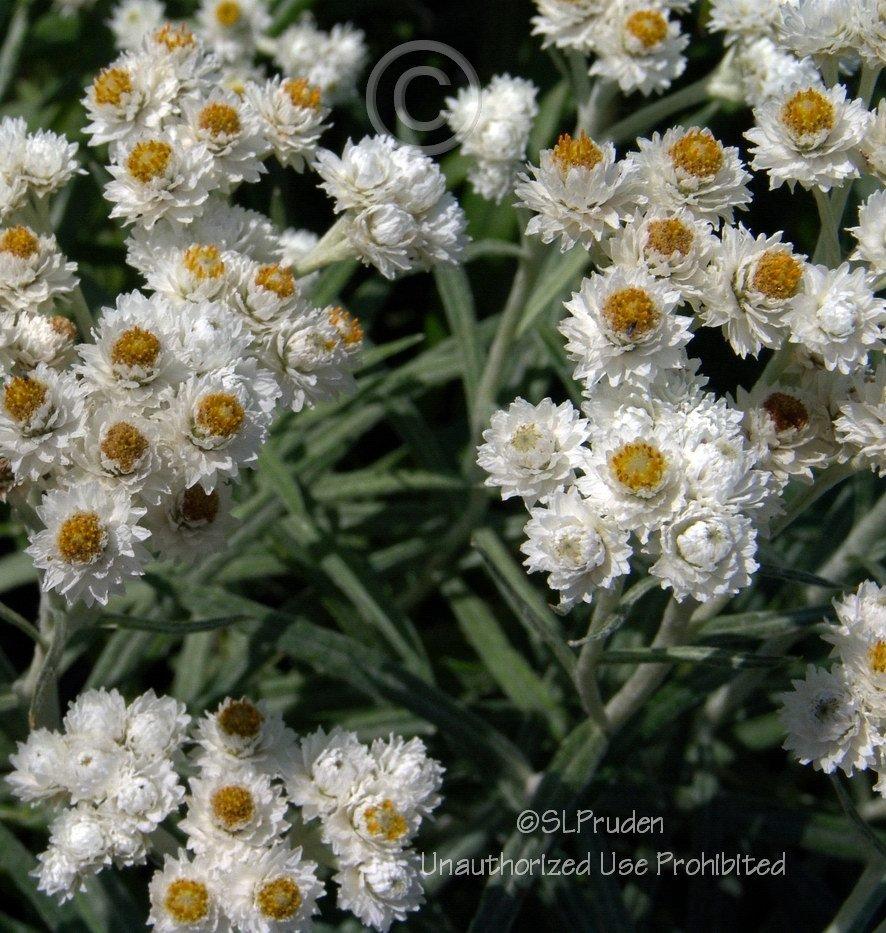 Photo of Pearly Everlasting (Anaphalis margaritacea) uploaded by DaylilySLP