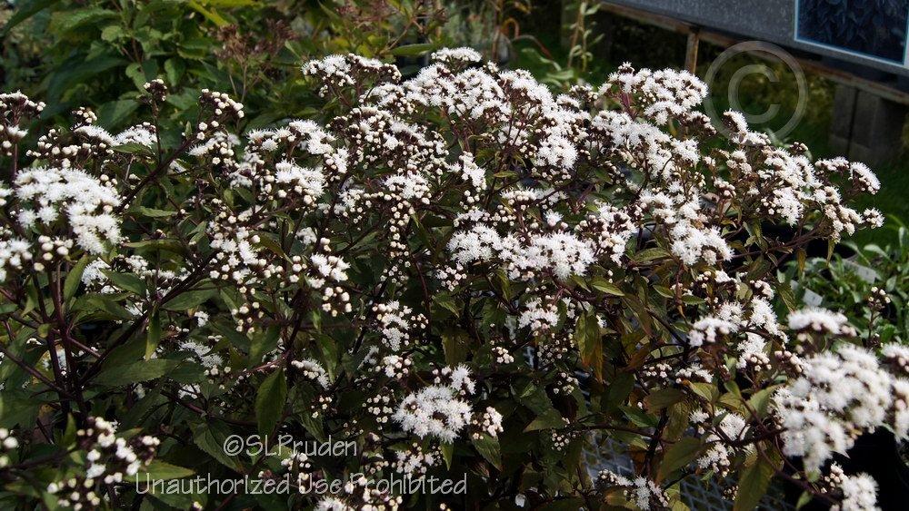 Photo of White Snakeroot (Ageratina altissima 'Chocolate') uploaded by DaylilySLP