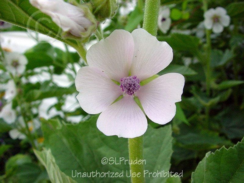 Photo of Marsh Mallow (Althaea officinalis) uploaded by DaylilySLP