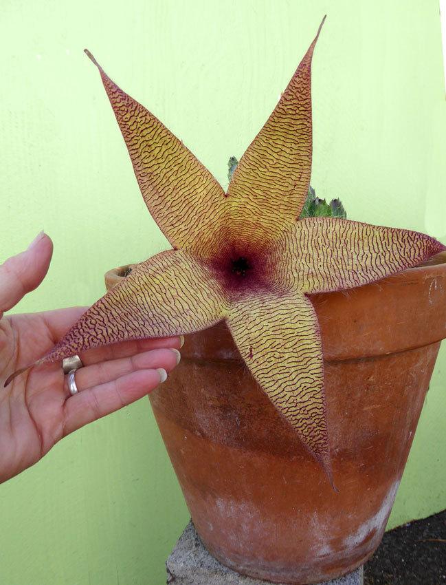 Photo of Starfish Plant (Ceropegia gigantea) uploaded by Calif_Sue