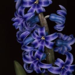Location: Santa Fe
Date: 20018
hyacinth