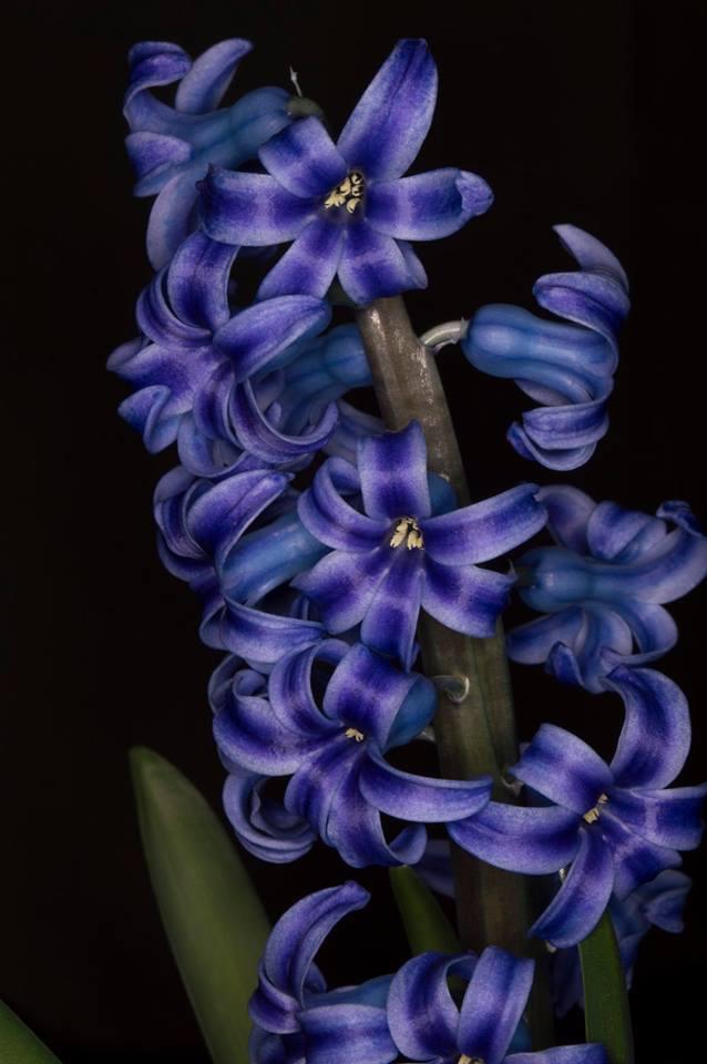Photo of Hyacinths (Hyacinthus) uploaded by GustavoCastilla