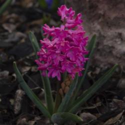 Location: Santa Fe
Date: 2016-04-16
hyacinth