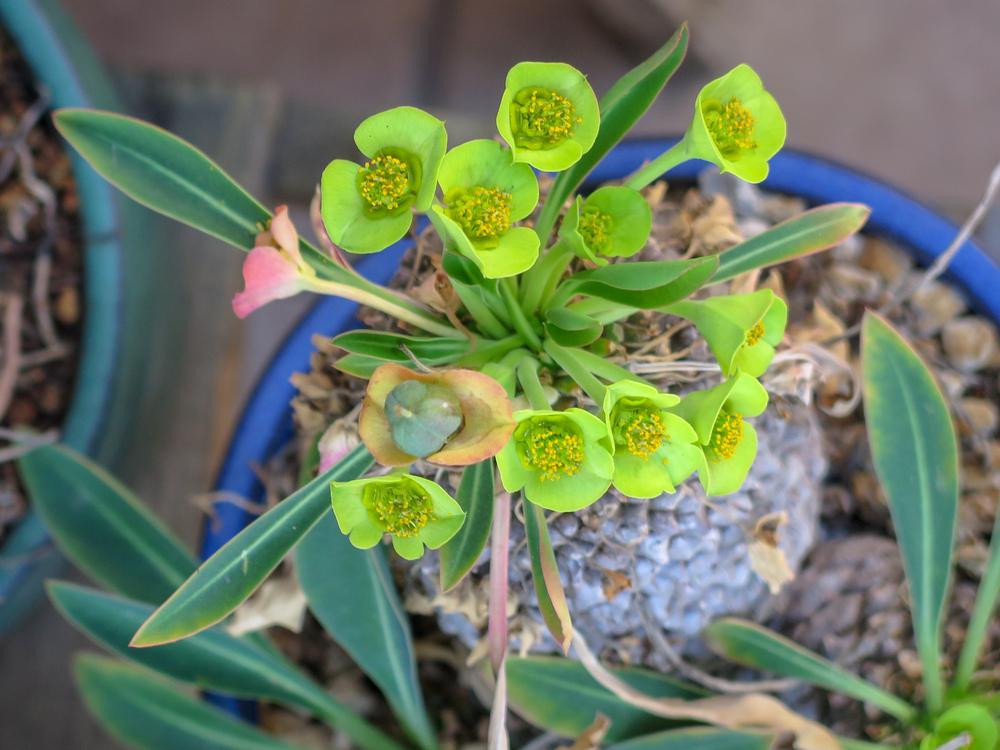 Photo of Euphorbia (Euphorbia bupleurifolia) uploaded by Baja_Costero
