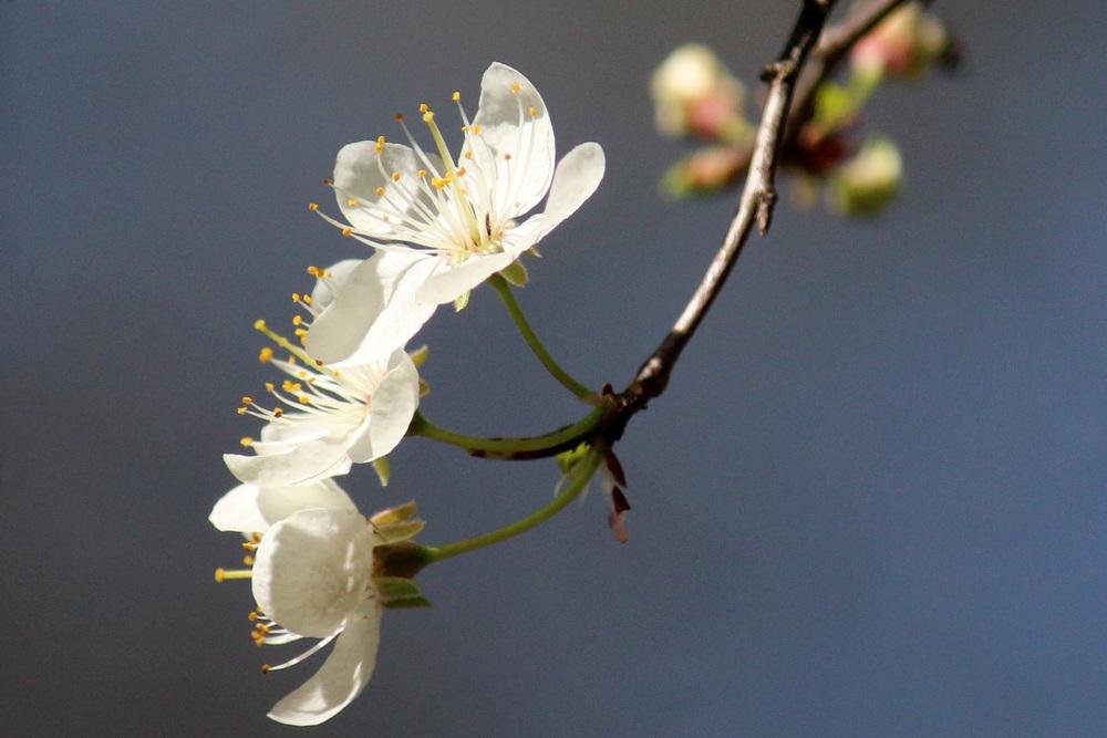 Photo of Mexican Plum (Prunus mexicana) uploaded by GrammaChar