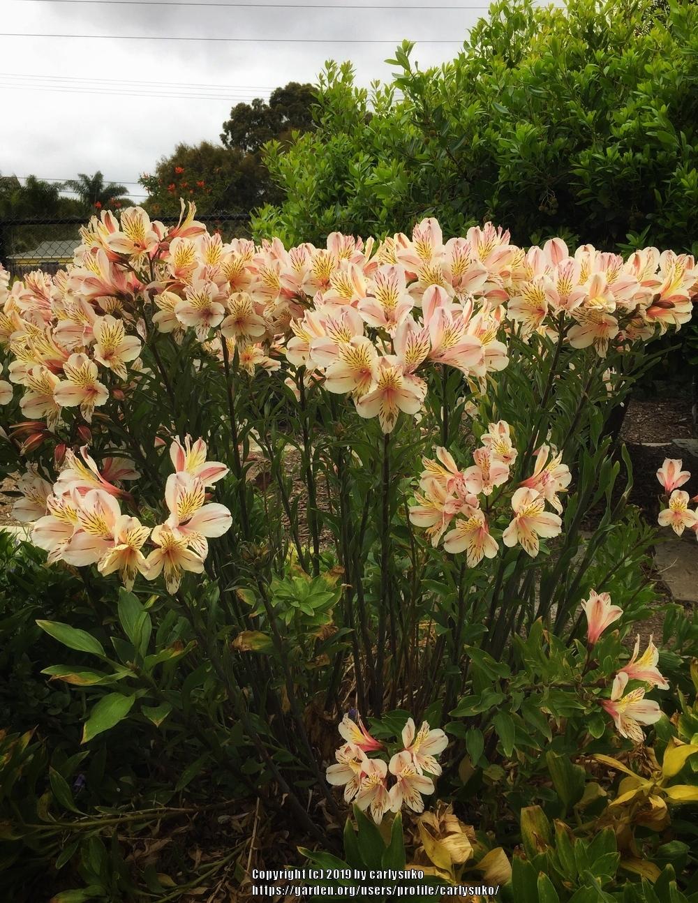 Photo of Peruvian Lilies (Alstroemeria) uploaded by carlysuko