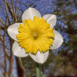 Location: Botanical Gardens of the State of Georgia...Athens, Ga
Date: 2019-02-24
Daffodils-Narcissus 015