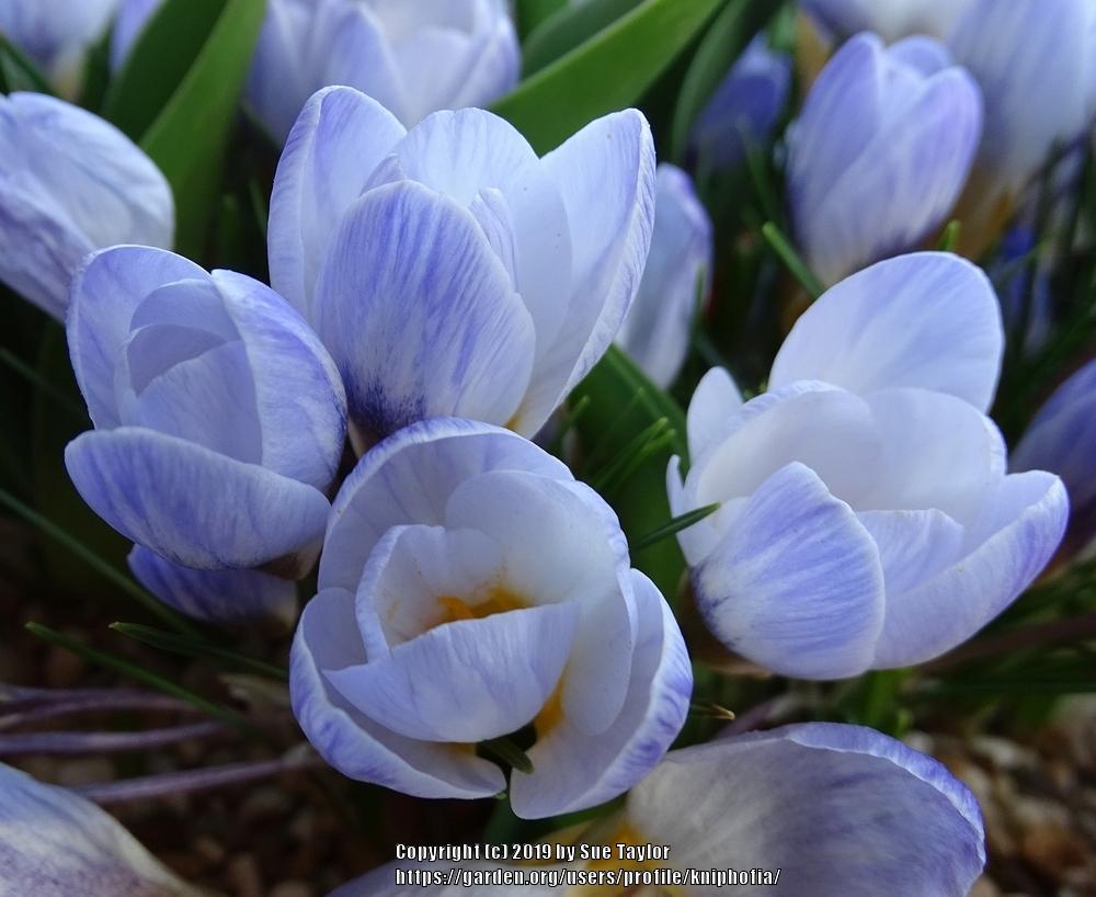Photo of Crocus (Crocus chrysanthus 'Blue Pearl') uploaded by kniphofia