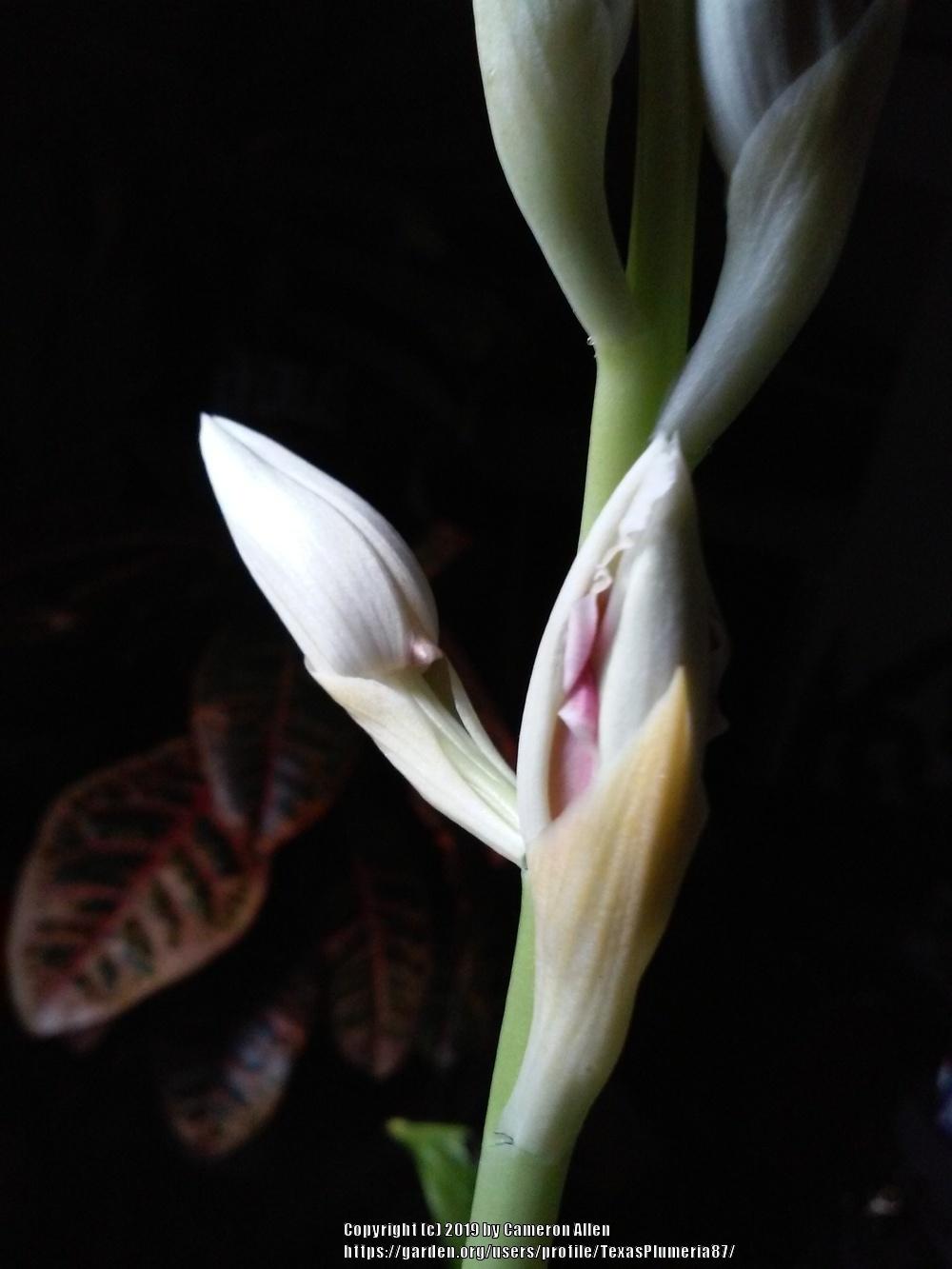 Photo of Nun's Cap Orchid (Calanthe tankervilleae) uploaded by TexasPlumeria87