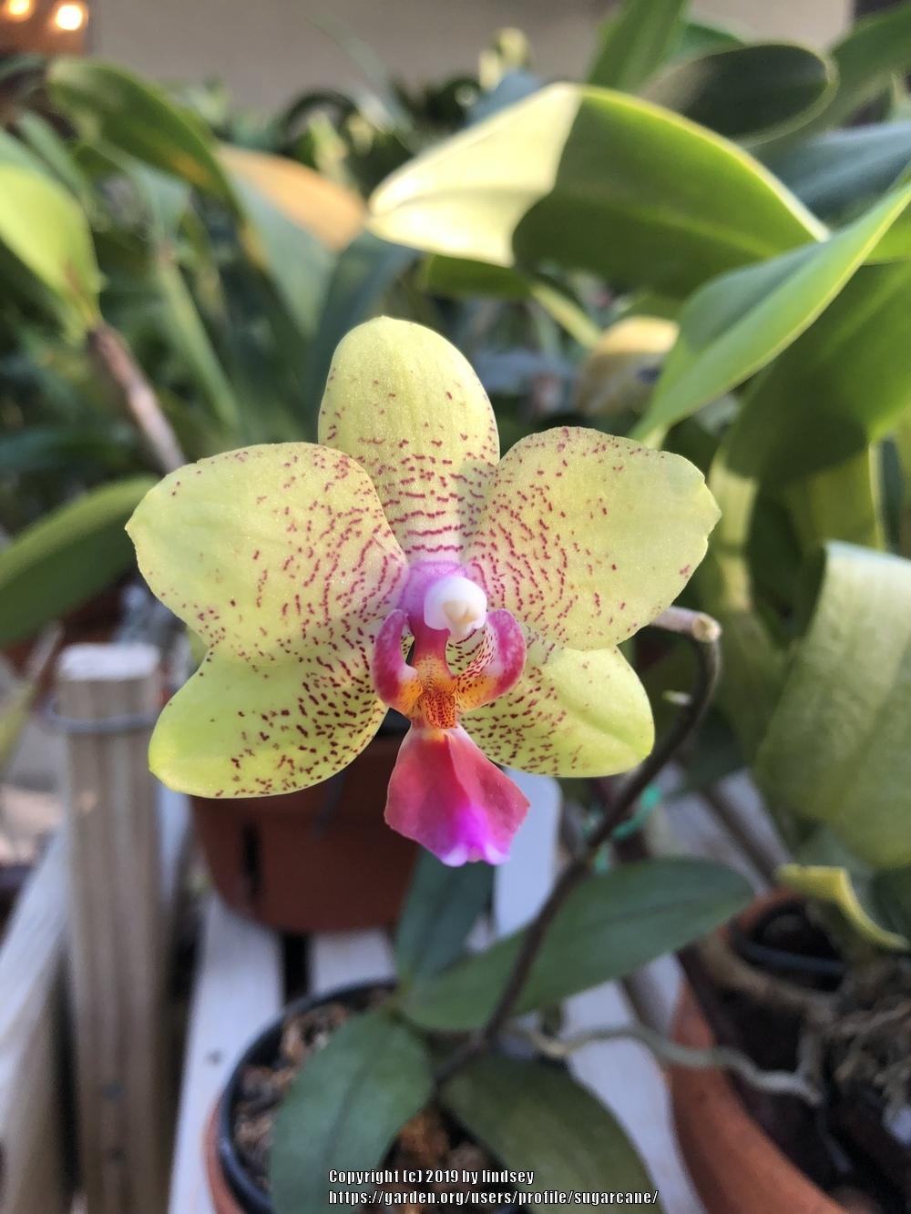 Photo of Orchid (Phalaenopsis Sogo David) uploaded by sugarcane