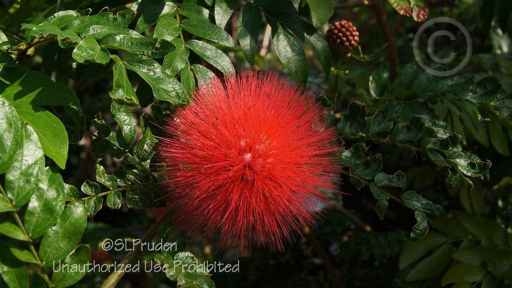 Photo of Red Powder Puff (Calliandra haematocephala) uploaded by DaylilySLP