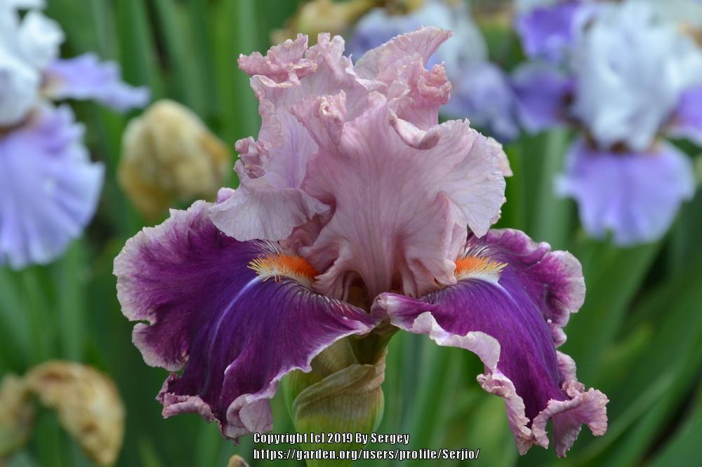 Photo of Tall Bearded Iris (Iris 'Oxford Countess') uploaded by Serjio
