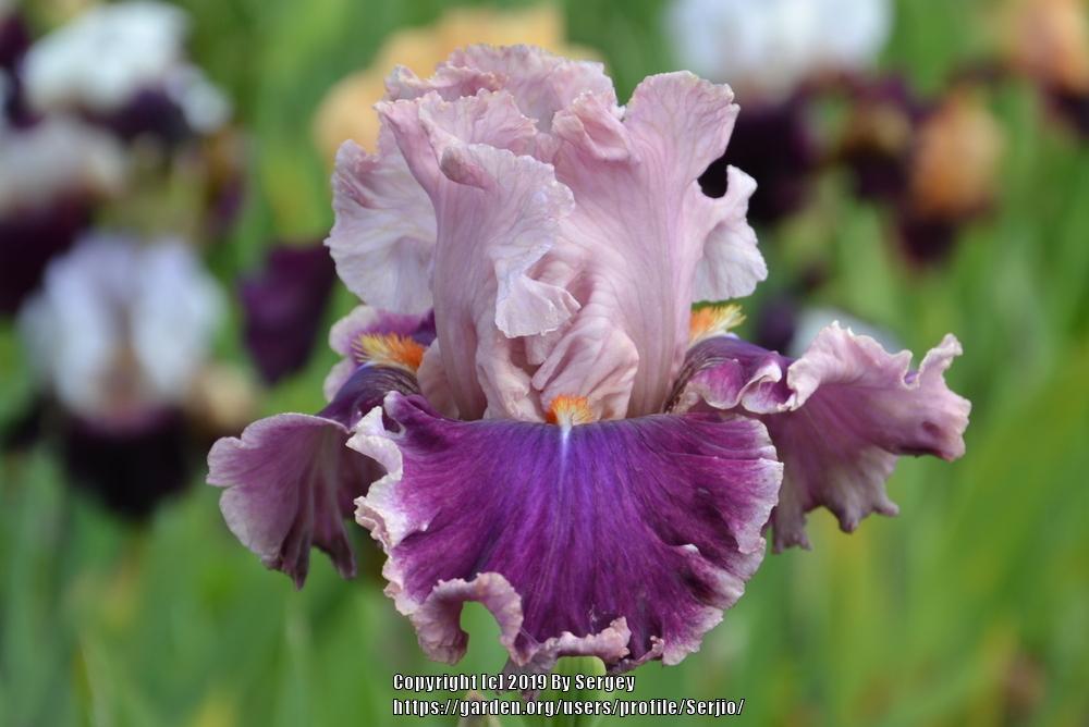 Photo of Tall Bearded Iris (Iris 'Oxford Countess') uploaded by Serjio