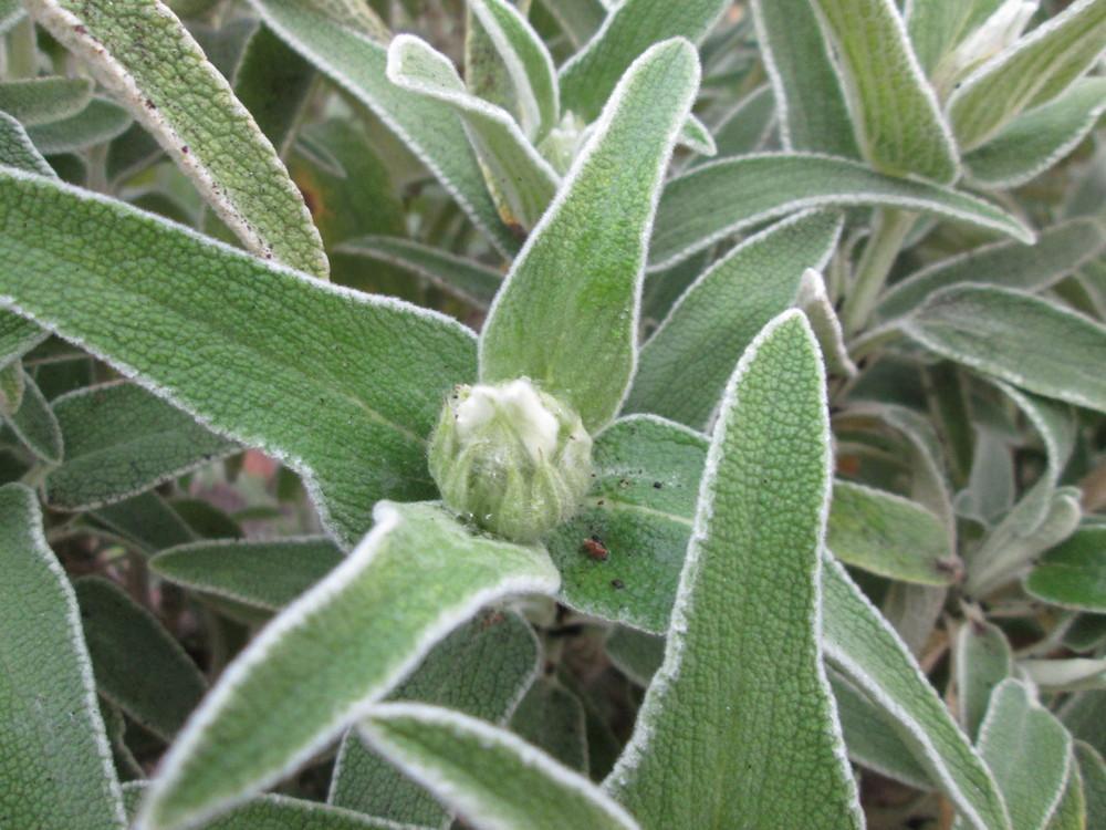 Photo of Jerusalem Sage (Phlomis fruticosa) uploaded by christinereid54