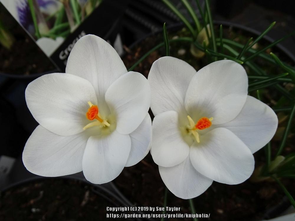 Photo of Snow Crocus (Crocus chrysanthus 'Prins Claus') uploaded by kniphofia