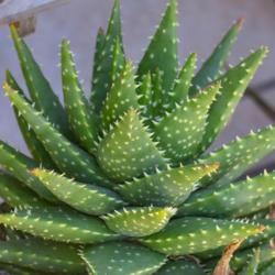 Location: Baja California
Date: 2017-03-02
Aloe erinacea x