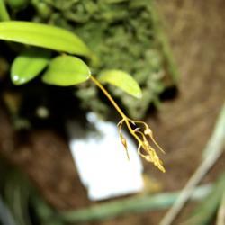 Location: My greenhouse, Florida
Date: 2019-03-01
Tiny mini orchid, in spike, blooms should open within 1-2 days. W