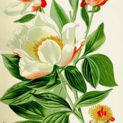 
Date: c. 1896
illustration [as P. albiflora] from Step's 'Favourite Flowers of 