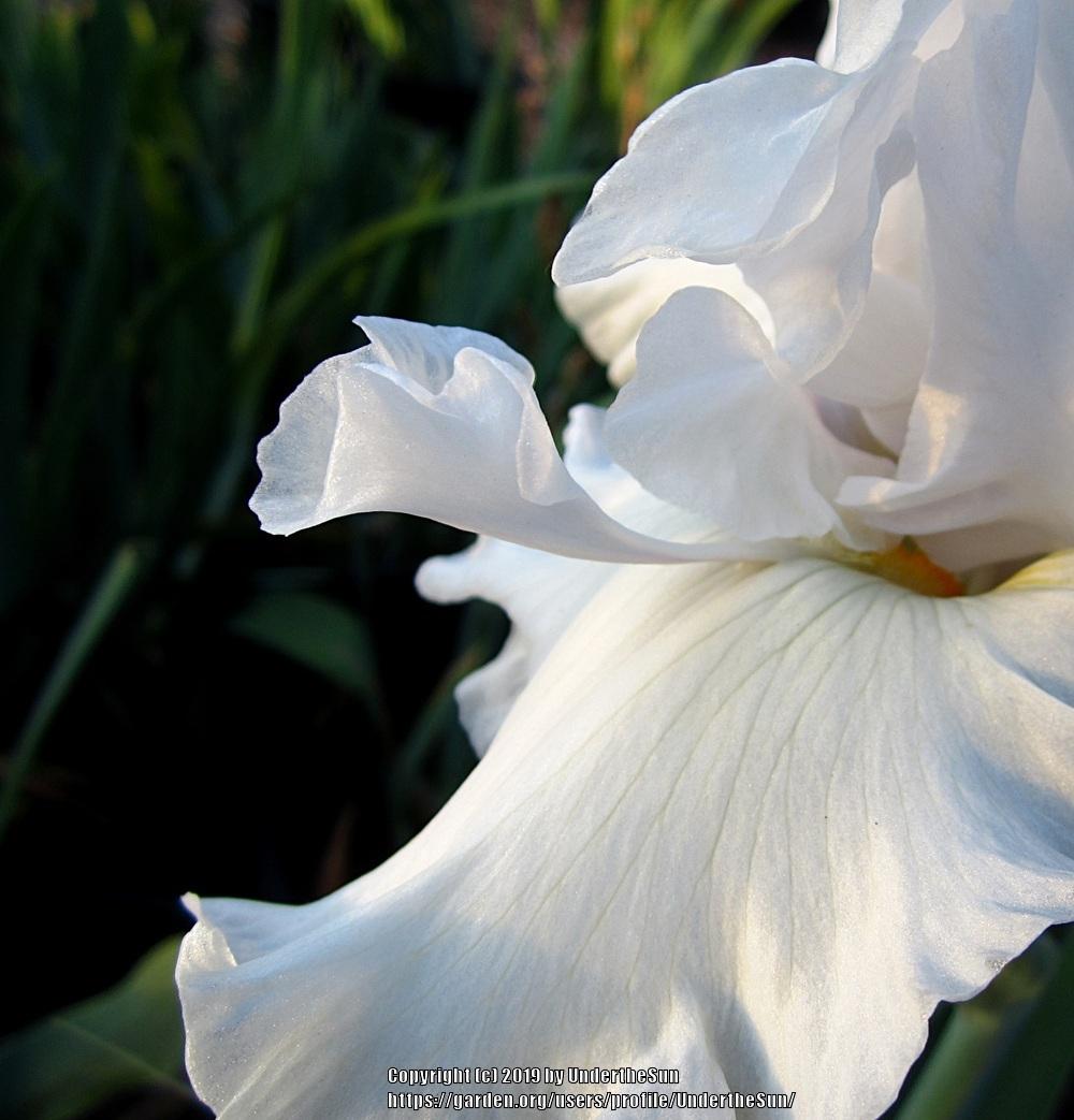 Photo of Tall Bearded Iris (Iris 'Battlestar Atlantis') uploaded by UndertheSun