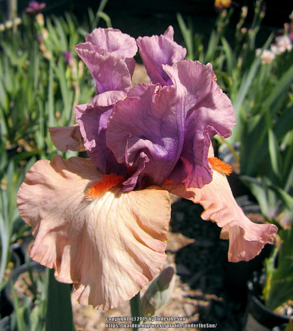 Photo of Tall Bearded Iris (Iris 'La Scala') uploaded by UndertheSun