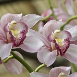 Location: Hausermann Orchid Nursery
Date: 2019-03-02