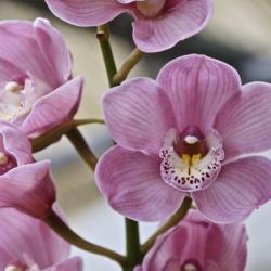 Location: Hausermann Orchid Nursery 
Date: 2019-03-02
Sussex Dawn 'Pink Pearl' X Mem Francis Cobb 'Pink Francis'