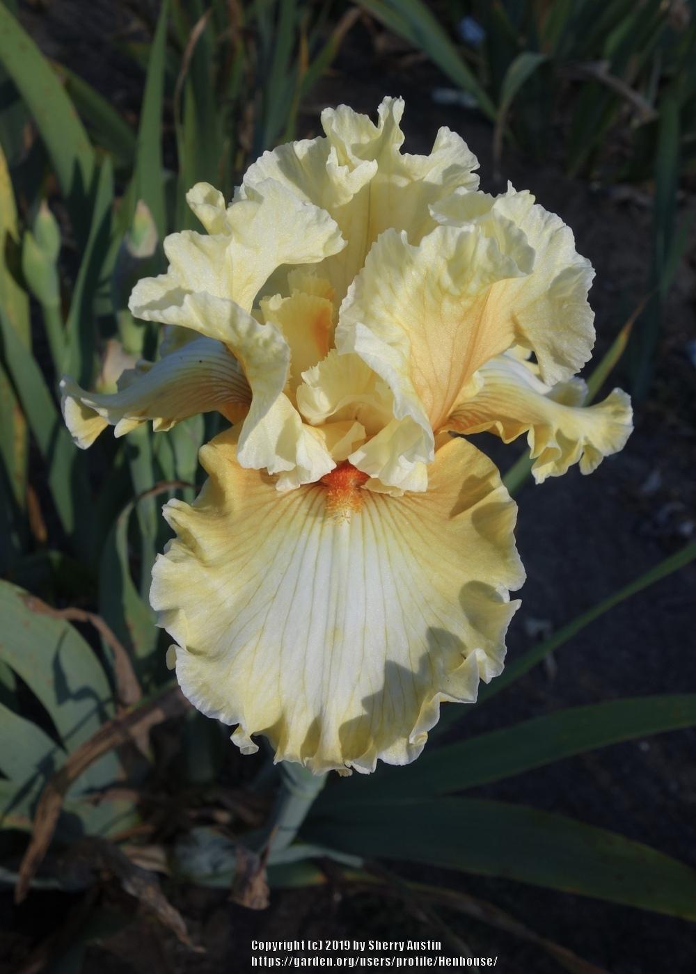 Photo of Tall Bearded Iris (Iris 'Silent Screen Star') uploaded by Henhouse