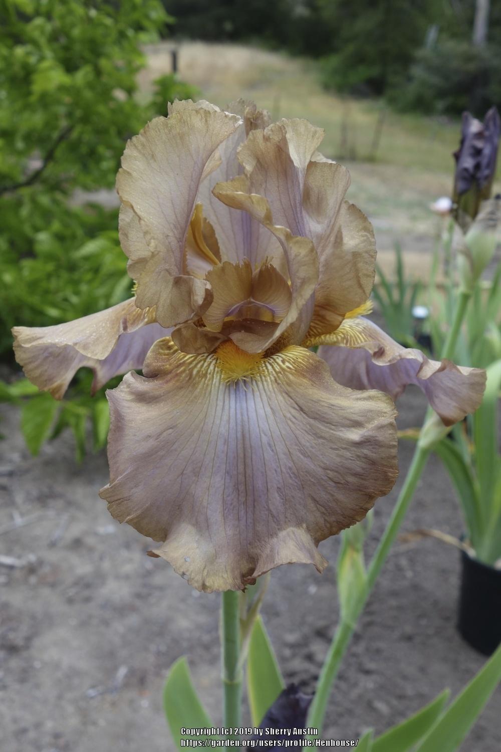 Photo of Tall Bearded Iris (Iris 'Downtown Brown') uploaded by Henhouse