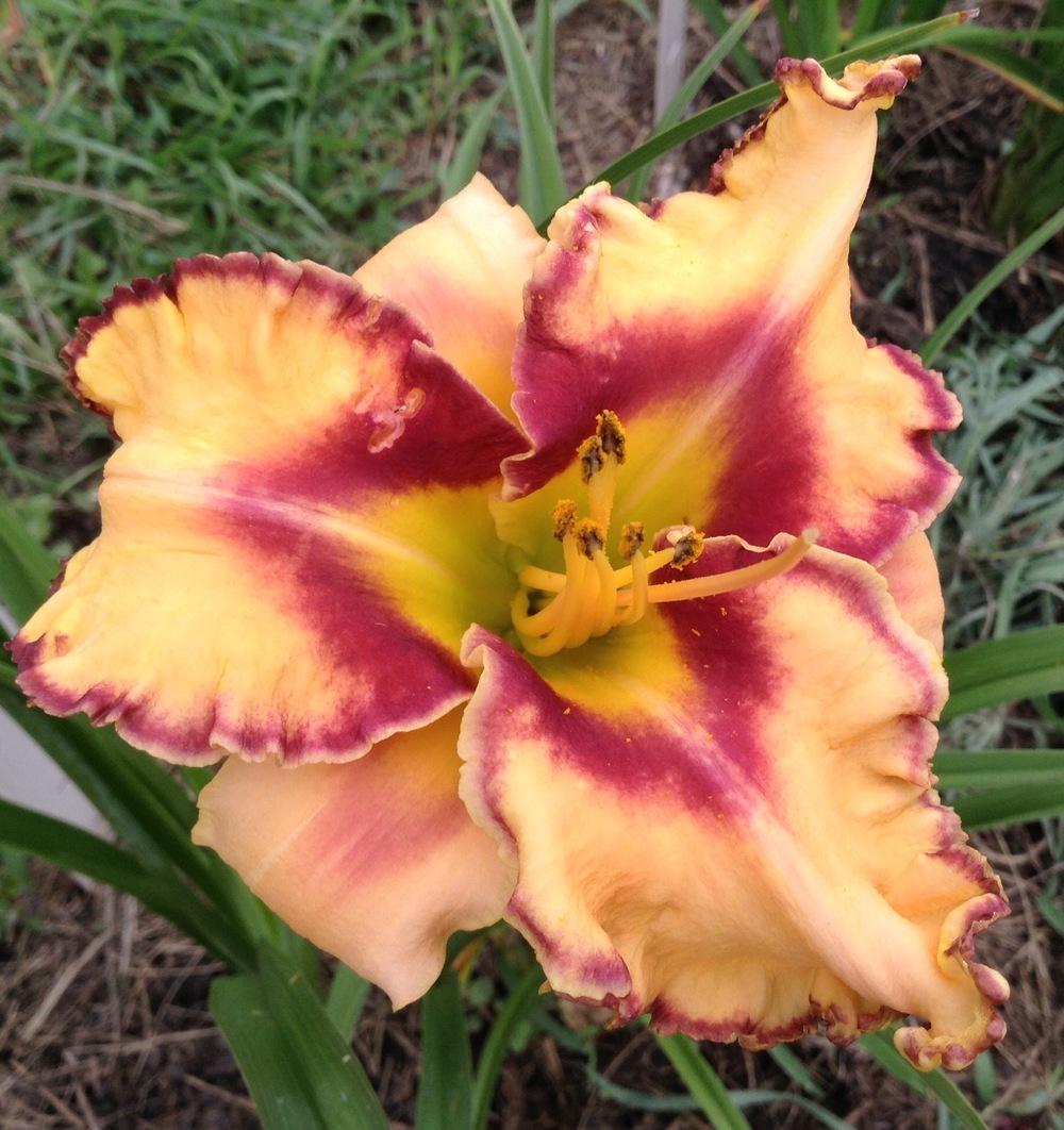 Photo of Daylily (Hemerocallis 'Woman at the Well') uploaded by ShakespearesGarden
