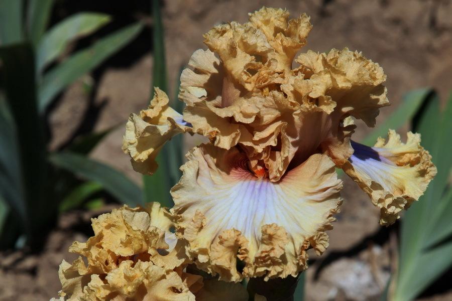 Photo of Tall Bearded Iris (Iris 'Nothing but Class') uploaded by dimson67