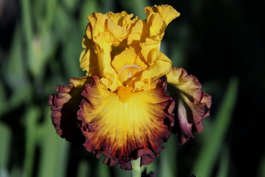 Photo of Tall Bearded Iris (Iris 'Summer Shadow') uploaded by dimson67