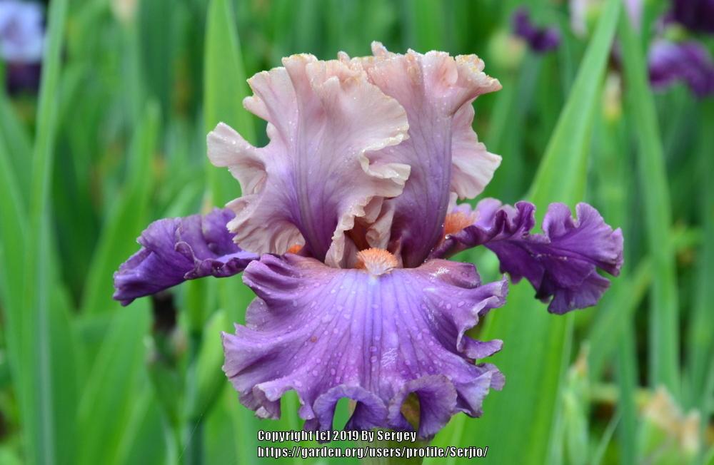 Photo of Tall Bearded Iris (Iris 'Photogenic') uploaded by Serjio