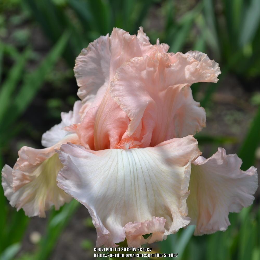Photo of Tall Bearded Iris (Iris 'Picture Book') uploaded by Serjio